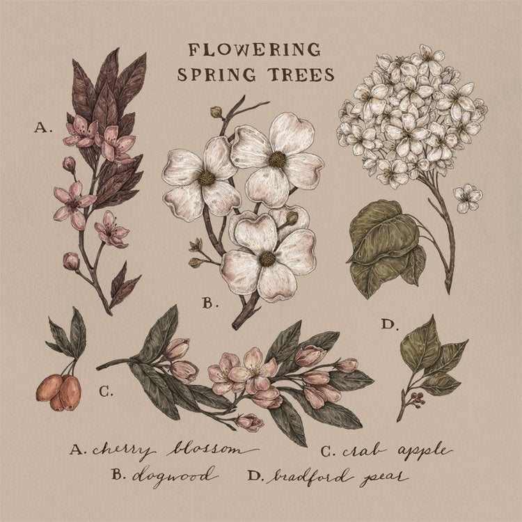 Jessica Roux: Flowering Spring Trees