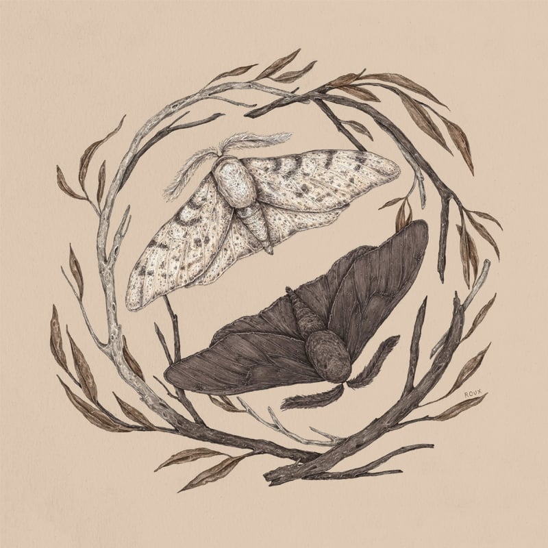 Jessica Roux: Peppered Moth